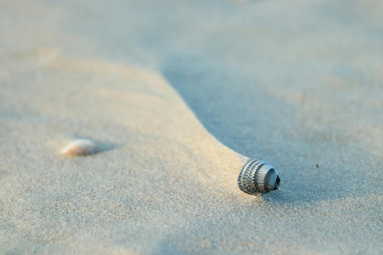 there is a shell sitting in the sand at the beach