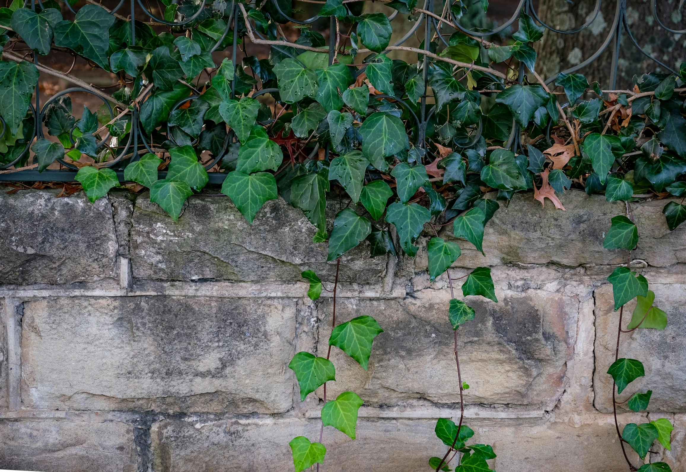 ivy is growing along the brick wall