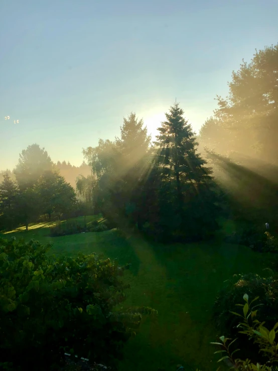 sun breaking through the trees in the background