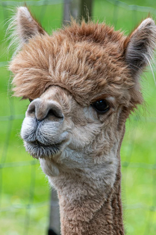 a close up image of an adorable alpaca