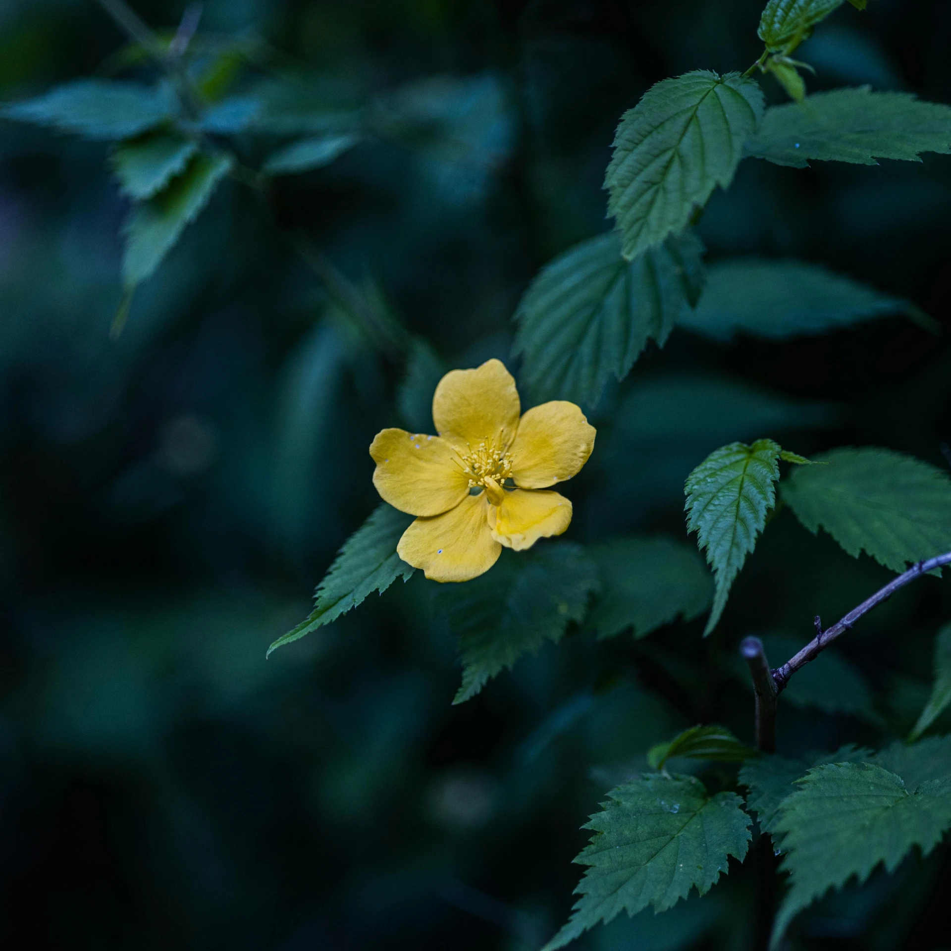 yellow flowers are blooming in a park setting