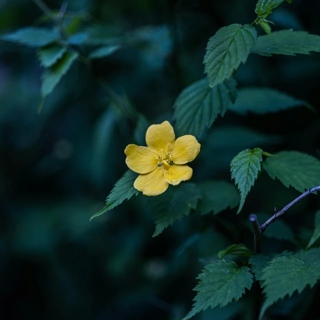 yellow flowers are blooming in a park setting