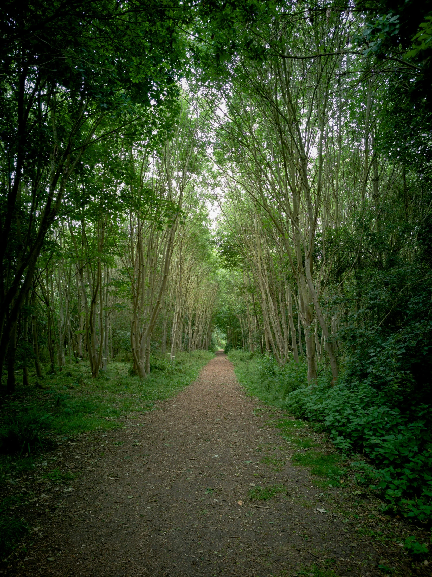 an area with lots of green trees and dirt