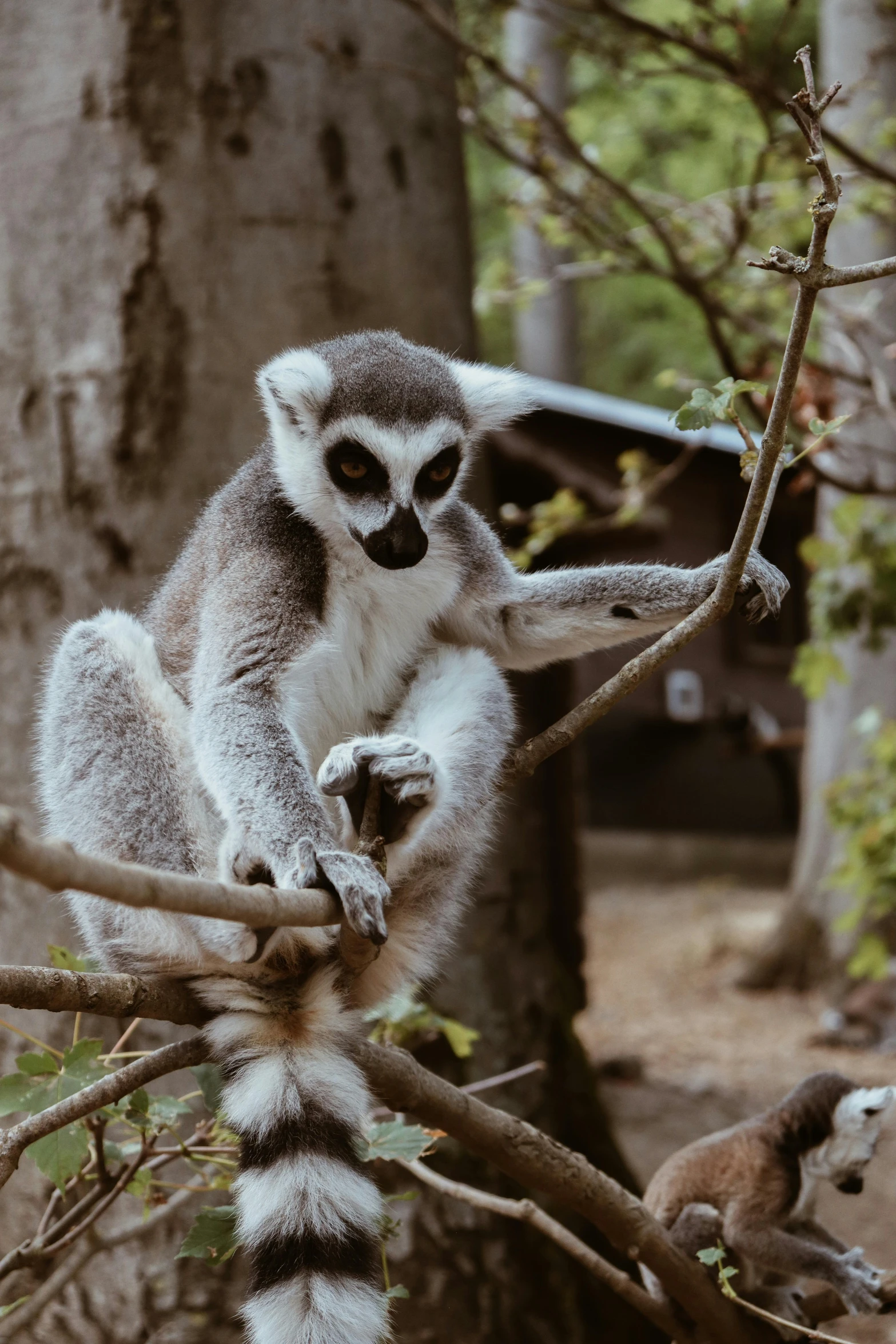 a small grey and white animal on a tree nch