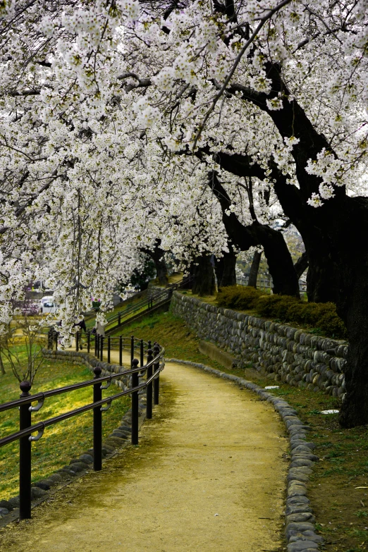 pathway under blooming cherry trees along side a stone wall