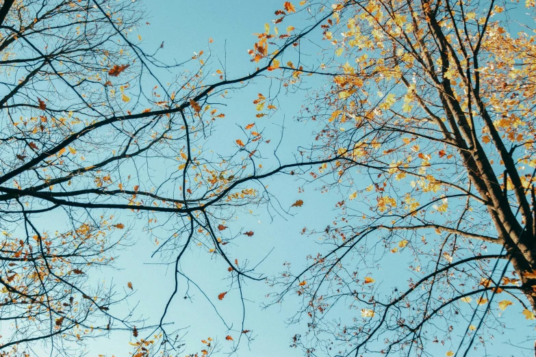looking up into an autumn tree with leaves