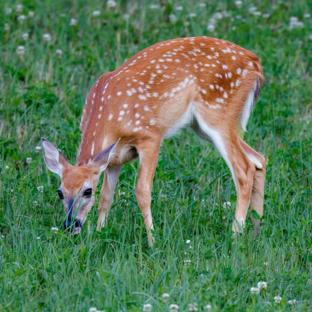 a small animal is grazing in a field