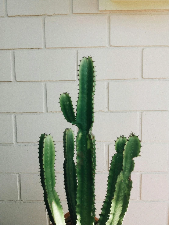 there is a small potted plant in front of a brick wall