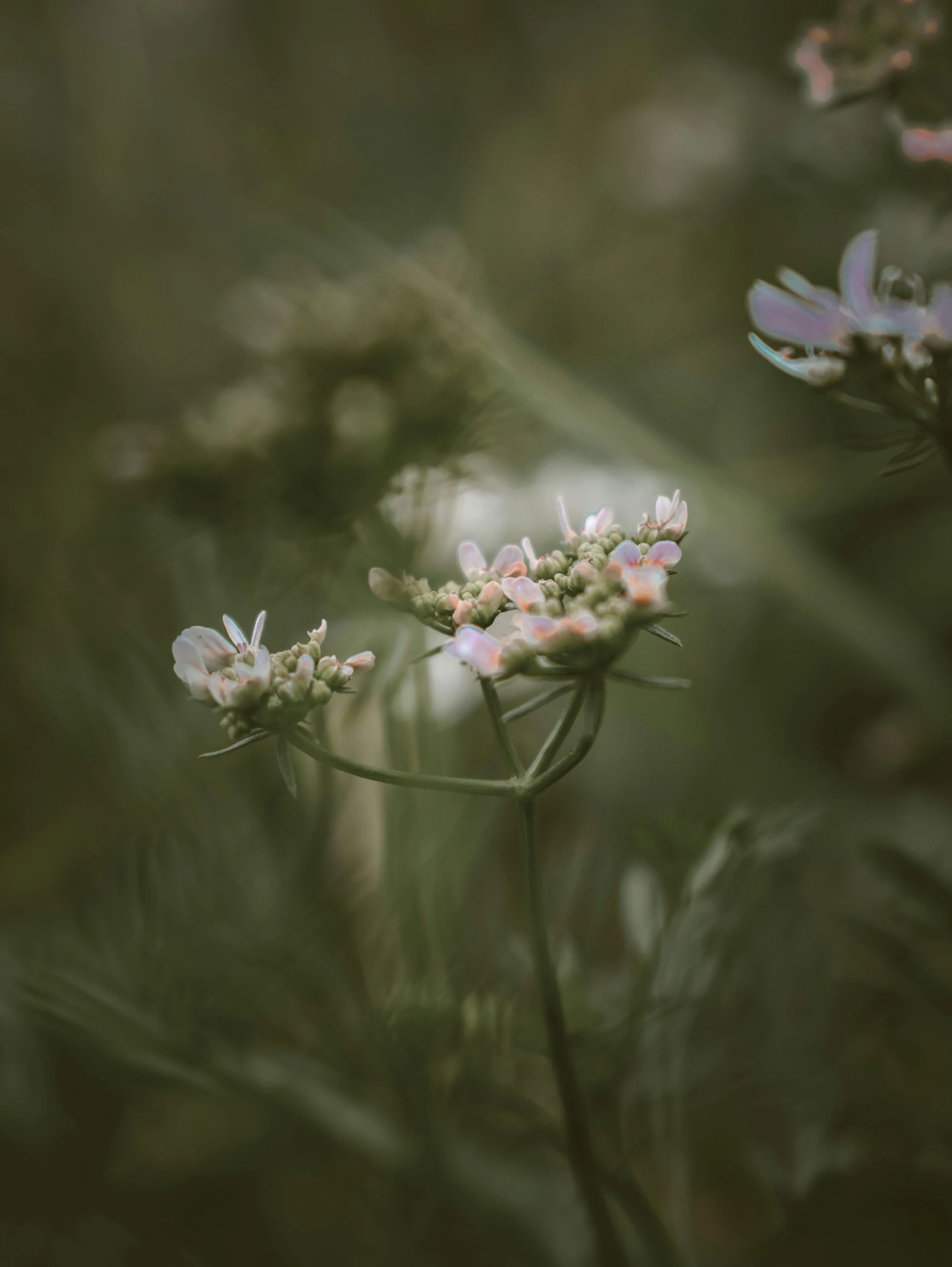 a small white flower growing in a forest