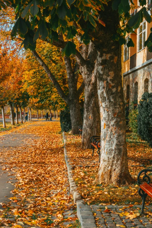 there is a bench with yellow leaves on the ground