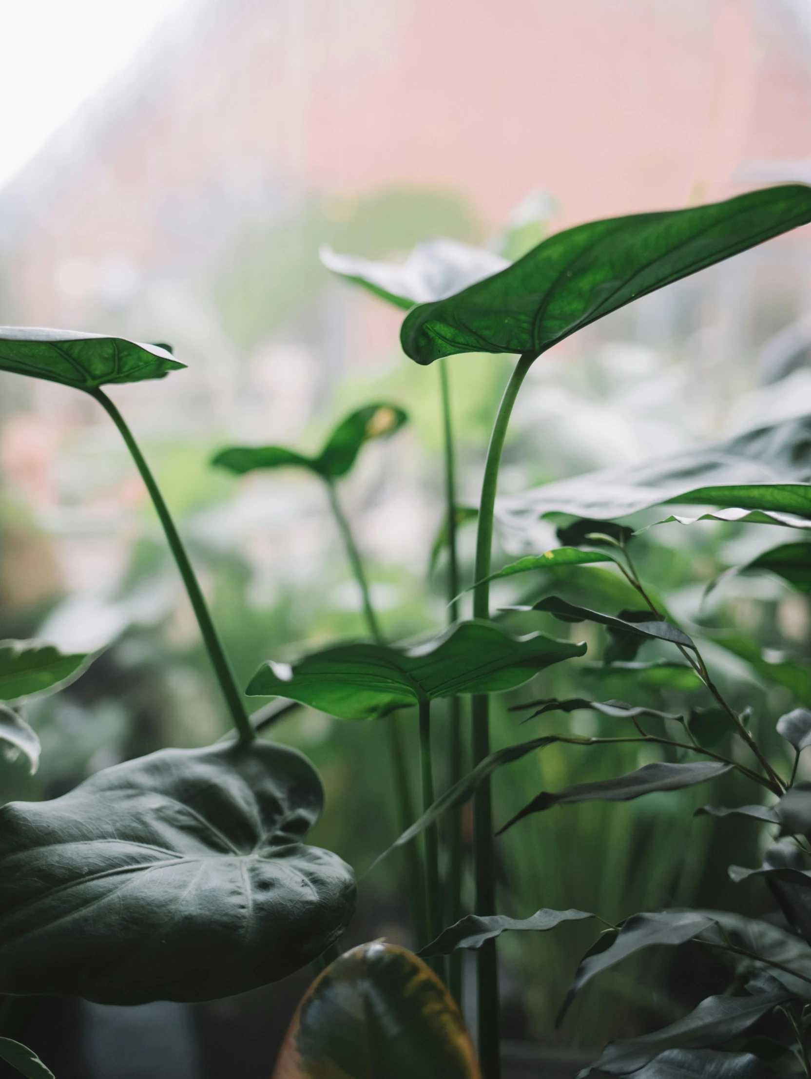 some very pretty looking plants in a big room