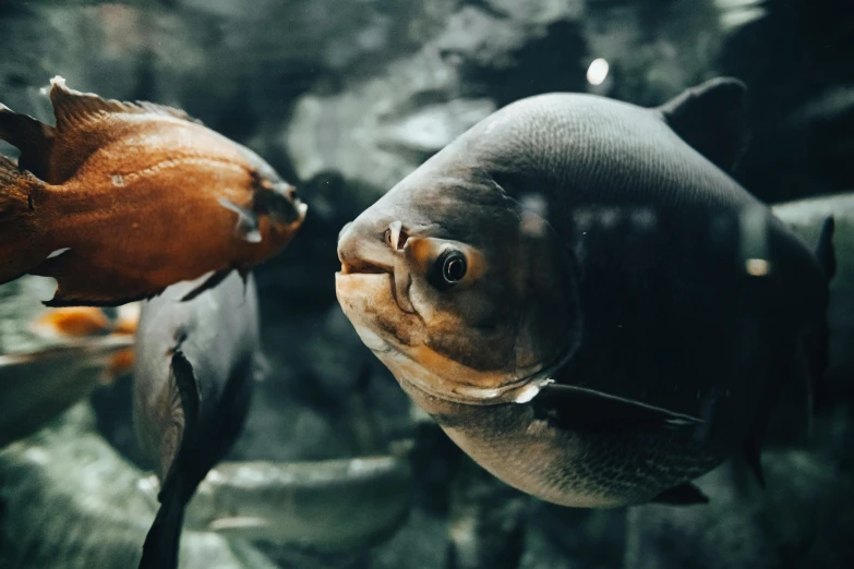 two very large fish swimming in an aquarium