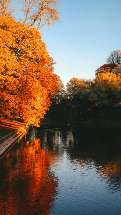 trees with orange leaves are near the water