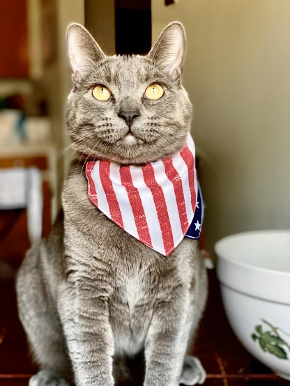 a cat in patriotic red, white and blue bandanna