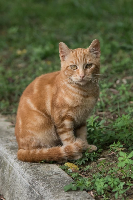 an orange cat is sitting in the grass