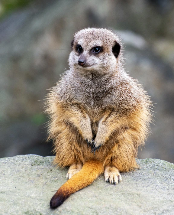 a meerkat sits and looks at the camera