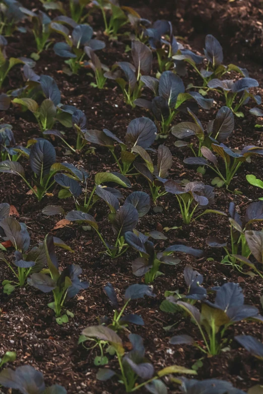 small black lettuce plants in a garden