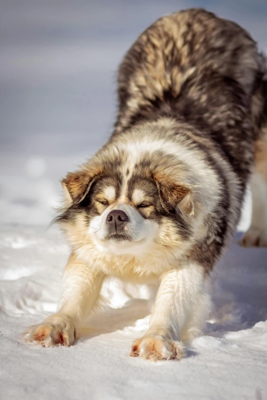 the dog is walking through the snow alone