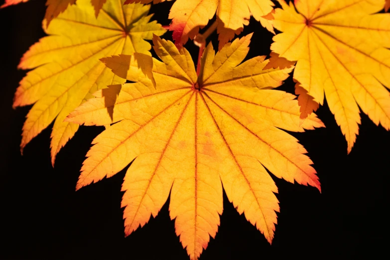 the background image shows a grouping of leaves