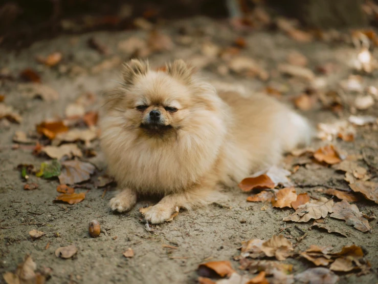 a small pomeranian dog laying on top of a lot of leaves