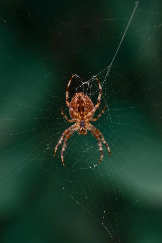 a spider sitting on its web while it has caught a meal