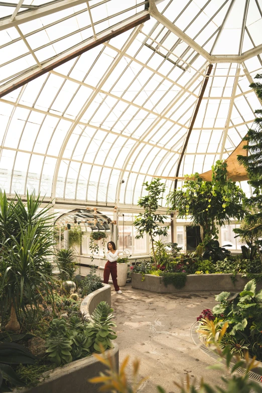 a man in a garden is working in a greenhouse
