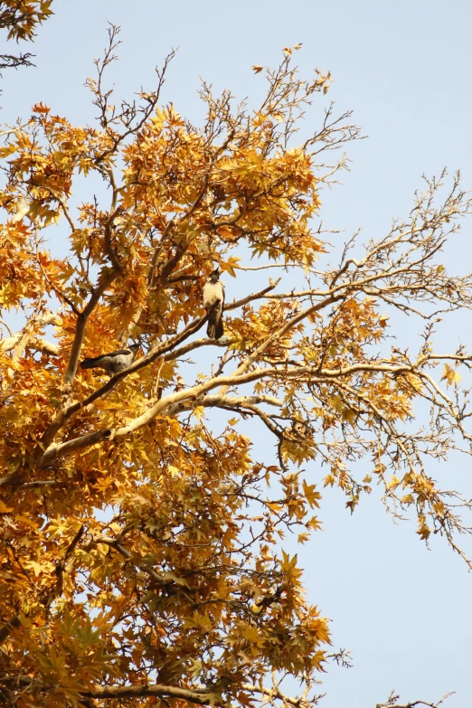 a bird is sitting in the top of the tree