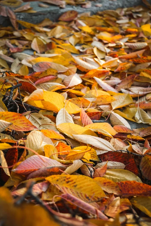 a yellow and orange plant laying on top of a pile of leaf