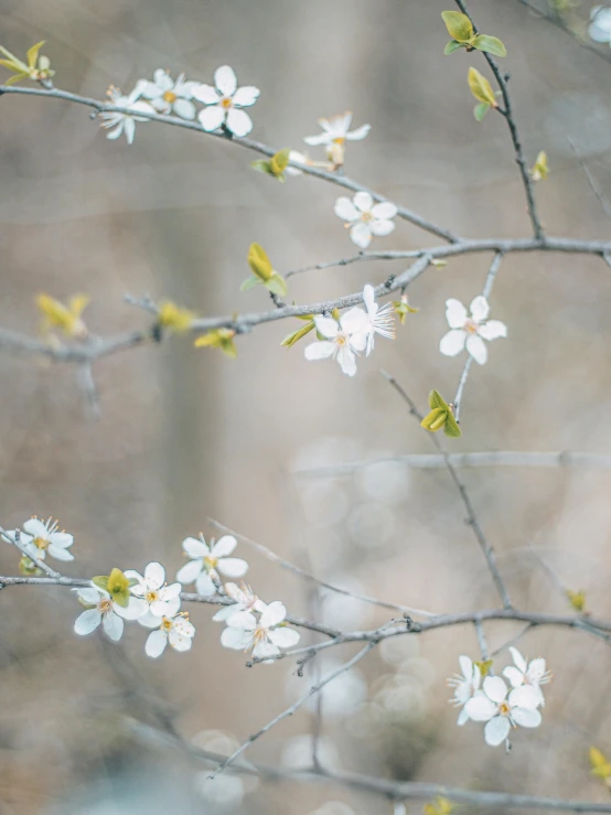 flowers blooming on a tree nch in winter