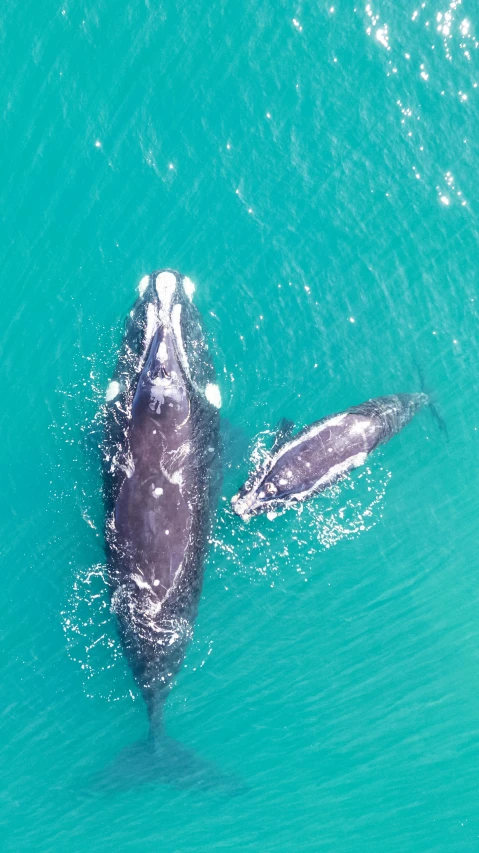 two dolphins in the ocean with their faces touching each other