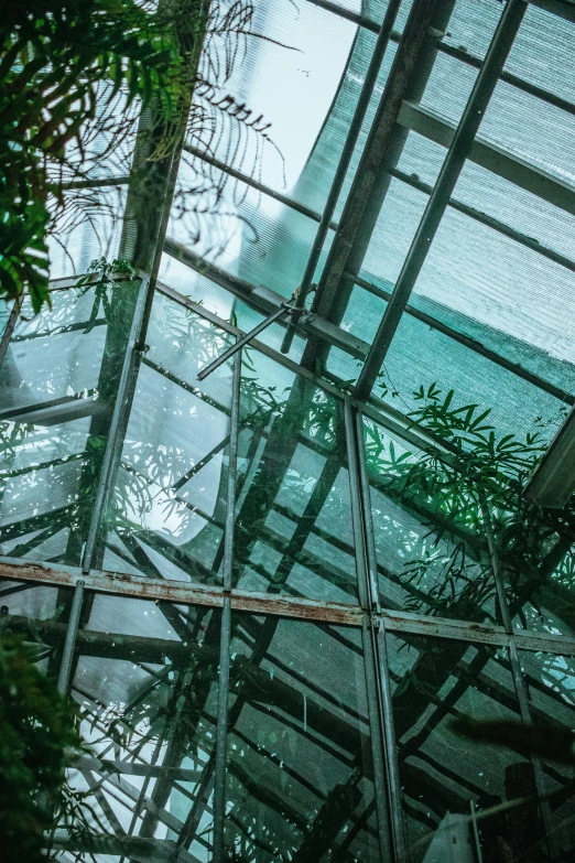 inside of an indoor greenhouse, looking up at the ceiling