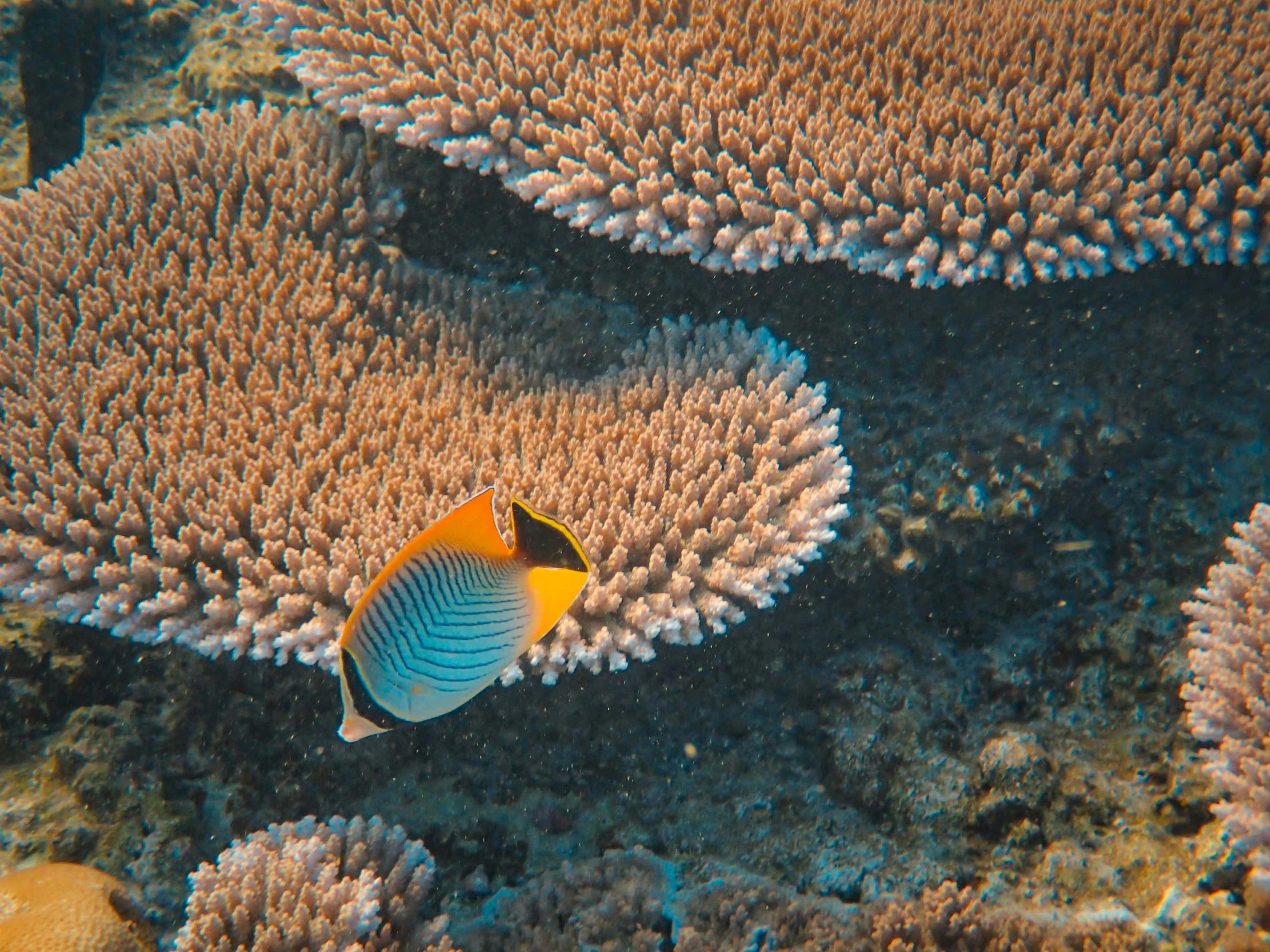 a blue fish is swimming in the water between corals