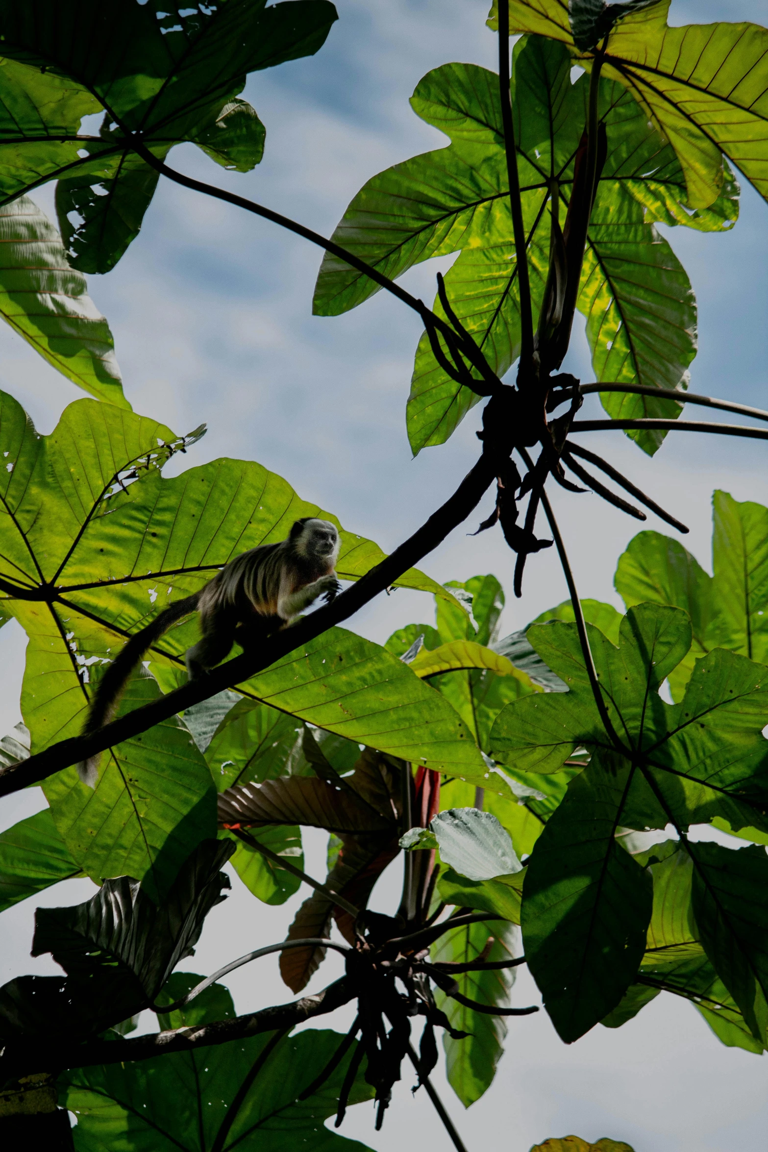 green leaves against the sky and the nches of a tree