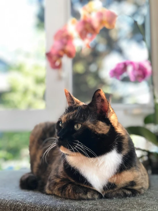 an adult calico cat sitting on top of a counter next to flowers