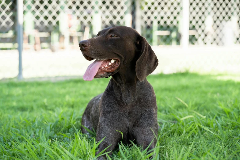 a black dog sitting in the grass with his tongue out