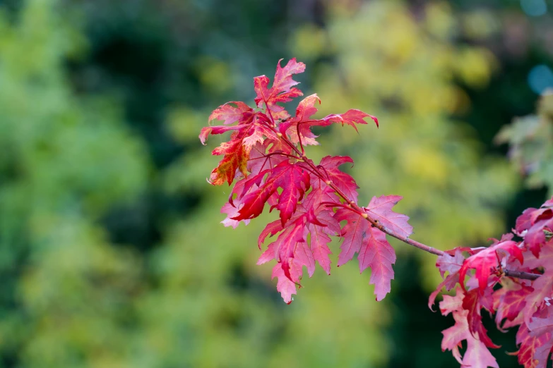 a red tree is in the foreground of a blurry background