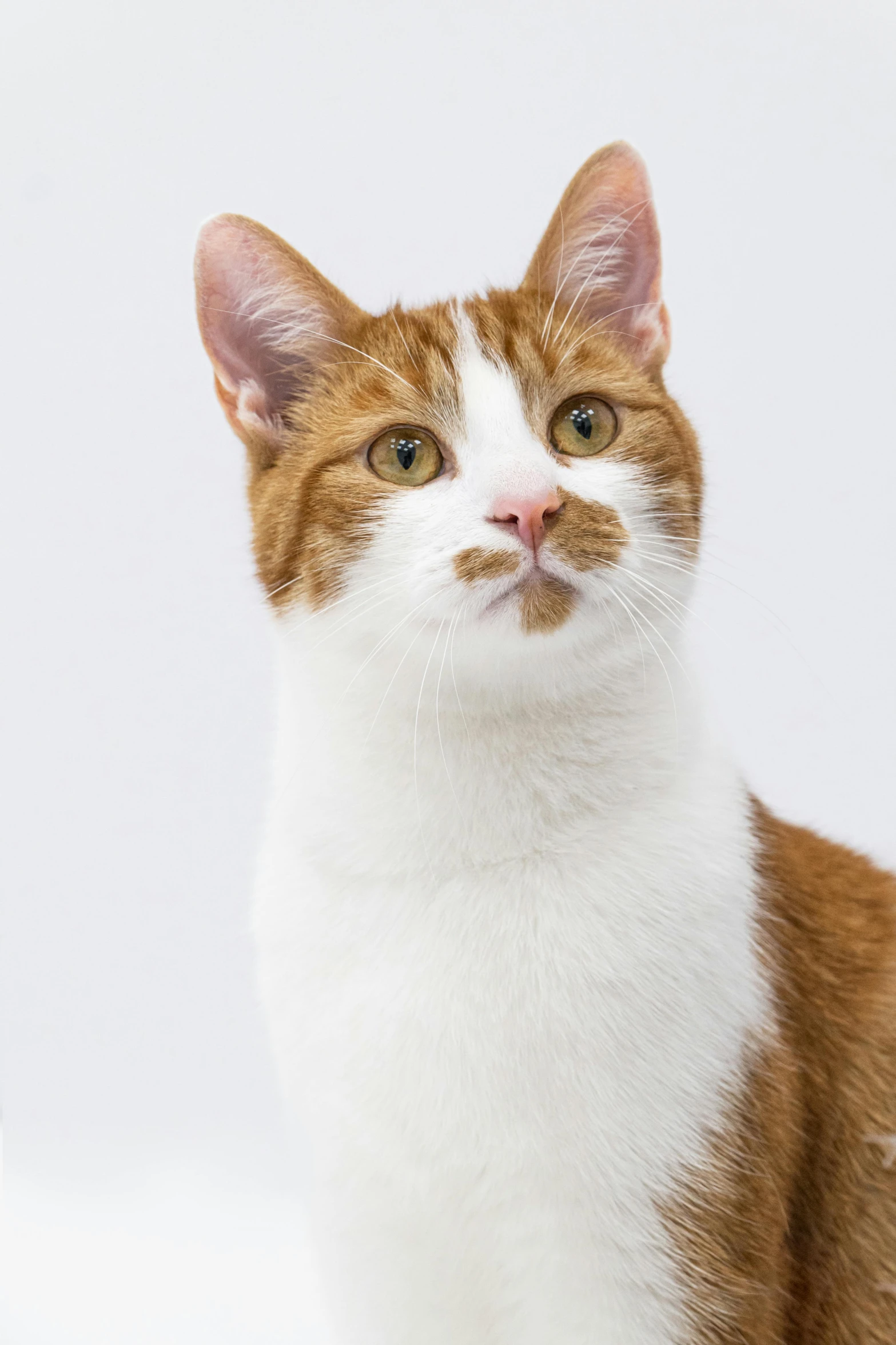 the head of a cat looking to its left with a smile on its face