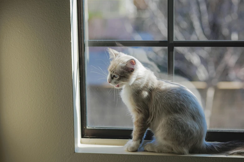 a white and tan cat sitting on a windowsill