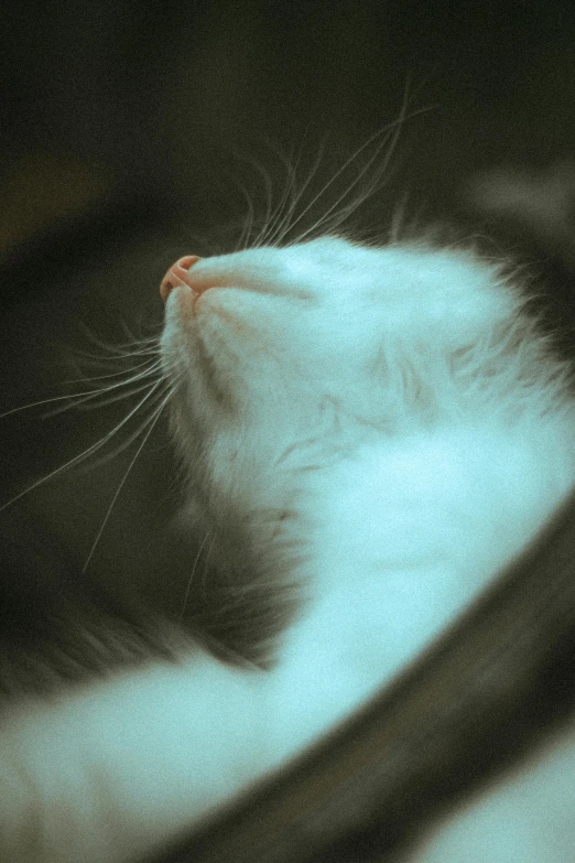 a close up of the face of a cat