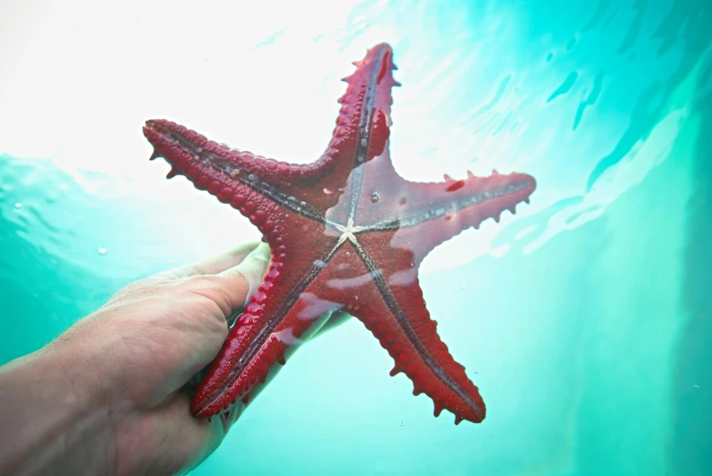 a hand holds a tiny red starfish with white stripes