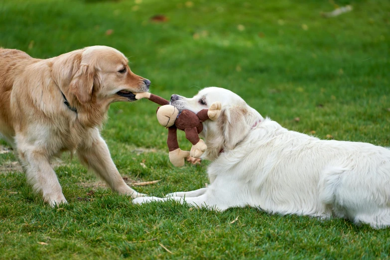 two dogs playing with stuffed animals on the grass