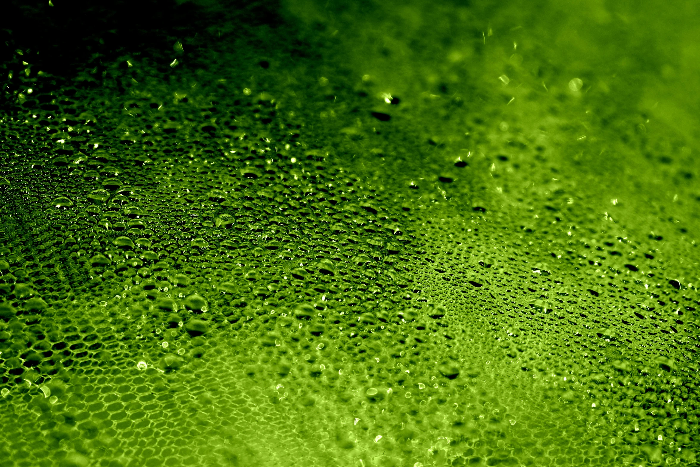 drops of dew on the glass surface, seen closeup