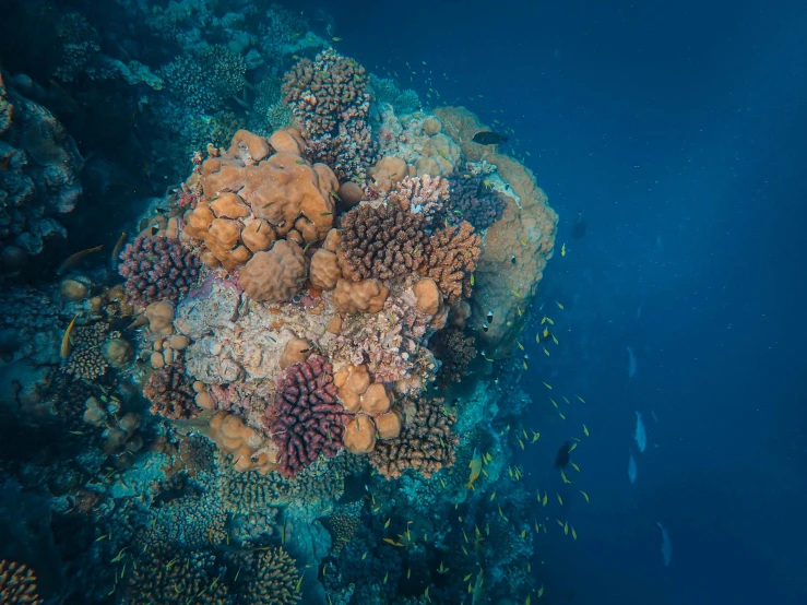 large and small fish swim around corals on the ocean floor