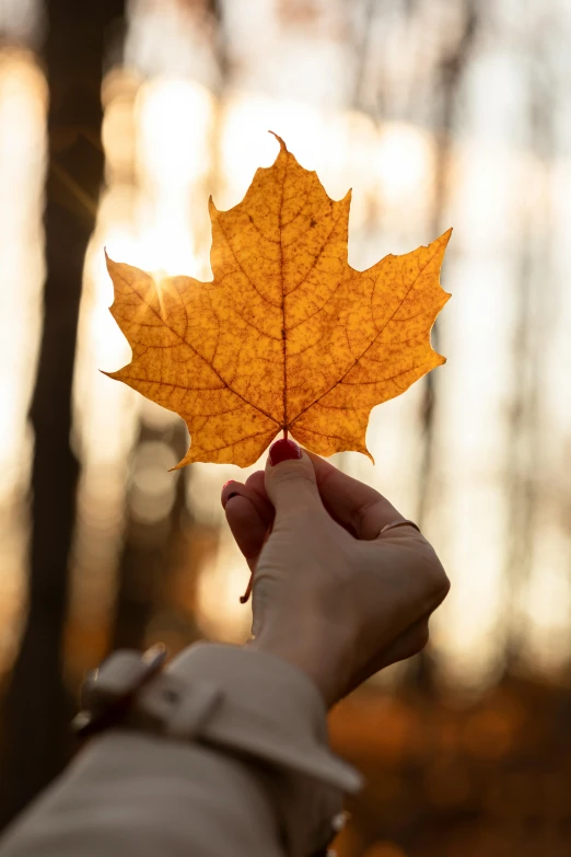 the person holds a leaf up in the air