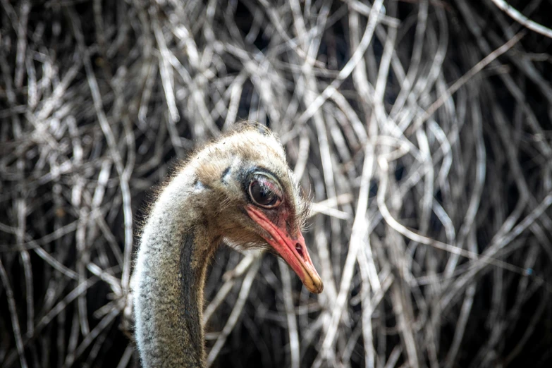 there is a ostrich that has its beak up