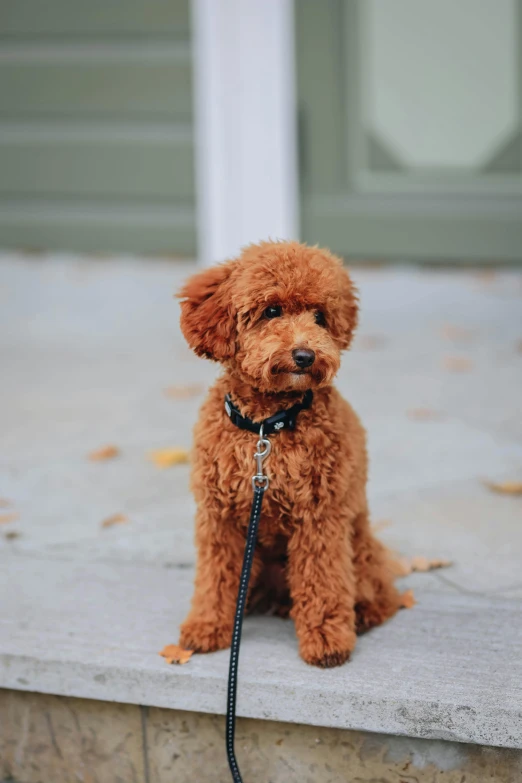 a brown poodle sitting on a porch with a leash