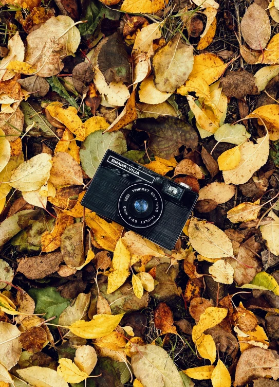 a po of a camera laying on leaves