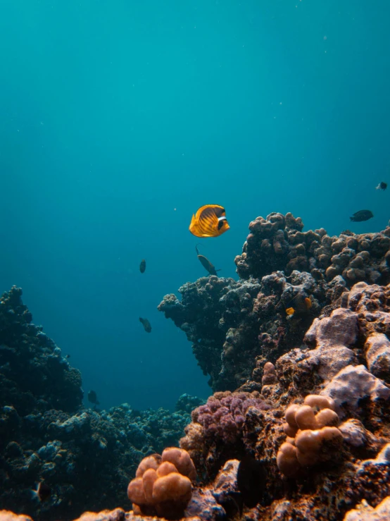 a large variety of fish swimming near rocks