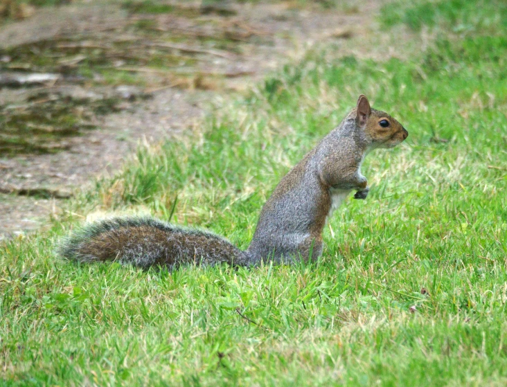 a squirrel is standing up in a field