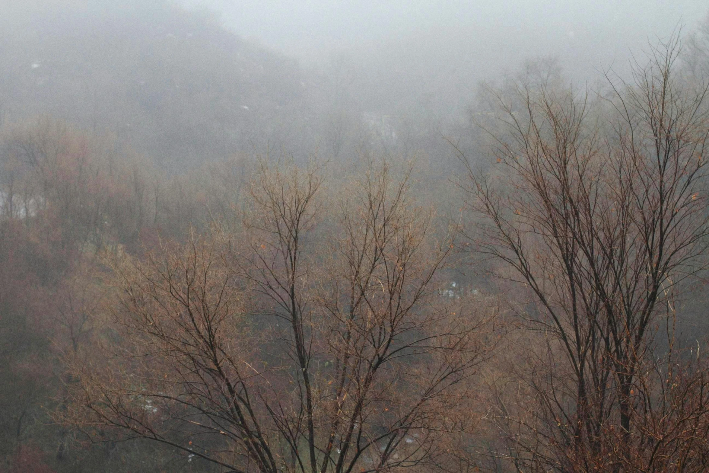 trees with no leaves in a thick fog